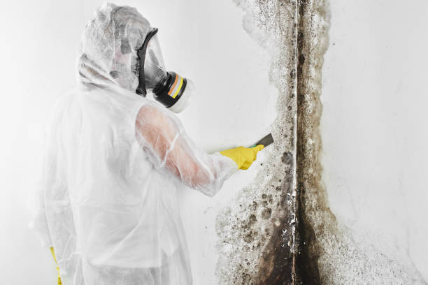 Crawl Space Mold Removal in Cisco, TX